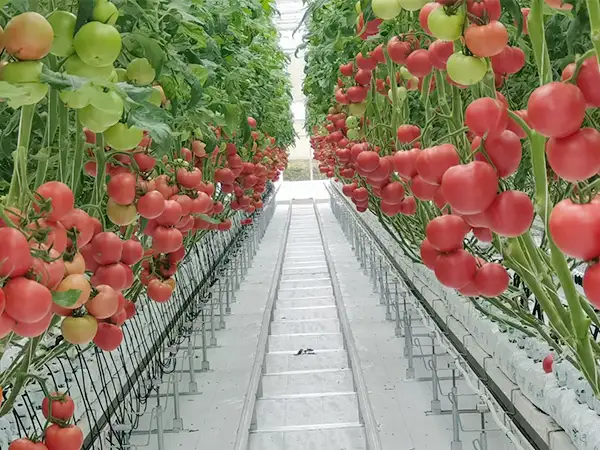 Paano pumili ng mga takip na materyales para sa matalinong greenhouse