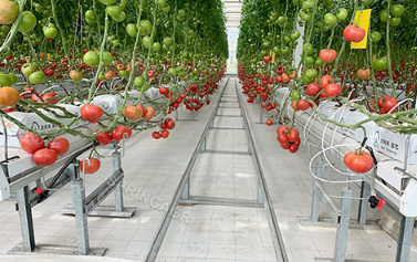 Ang aming greenhouse ng kamatis ay naglalagay ng mga basang kurtina