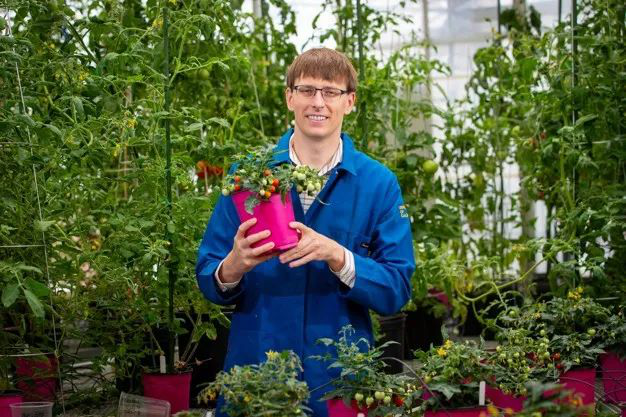 Ang Unang Space-Grown Tomatoes ay Inaasahang Aanihin Sa Maagang 2025