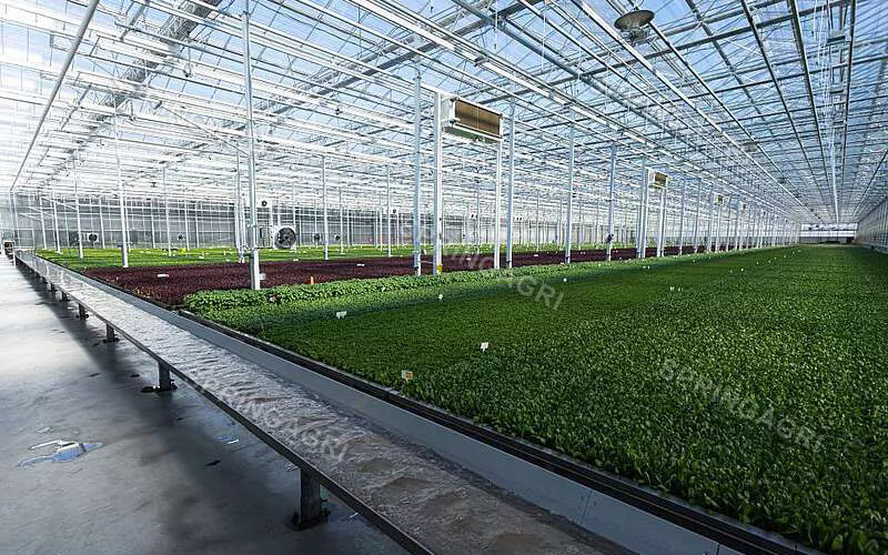 Greenhouse Solution: Isang napapanatiling diskarte sa agrikultura