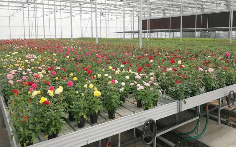 Greenhouse System: Pag -rebolusyon ng agrikultura na may napapanatiling solusyon