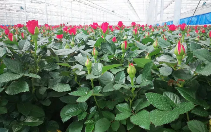 Bagong Rebolusyon sa Mga Greenhouse ng Agrikultura: Ang Internet of Things System ay Mag -usisa Sa Isang Bagong Era ng Smart Planting