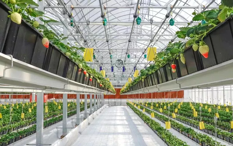 Kahulugan at mga tampok ng plastic greenhouse