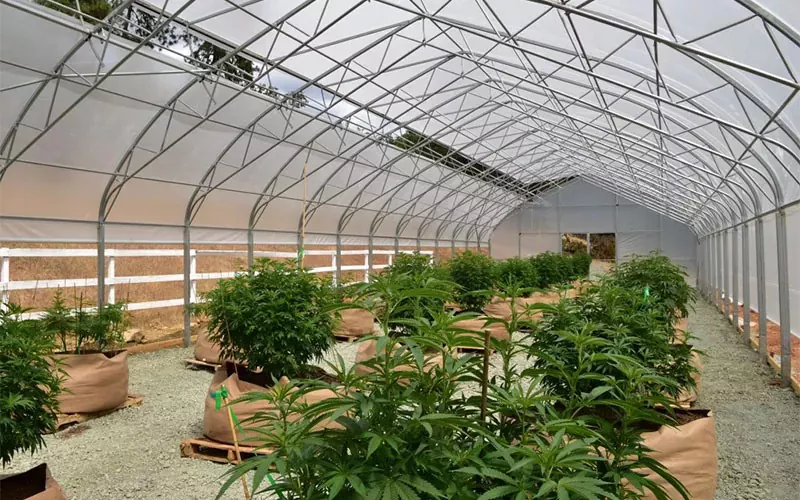 Medikal na cannabis film Greenhouse: Isang laro-changer sa industriya
