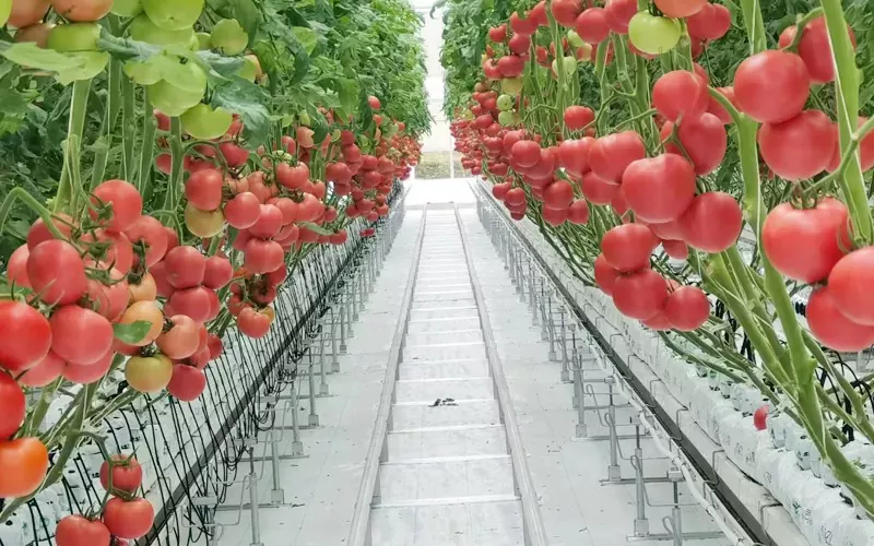 Greenhouse ng Pipino at Kamatis