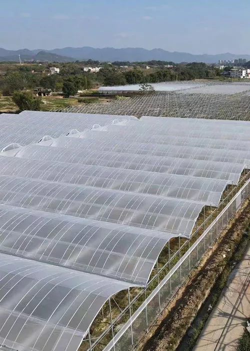 Pipino at kamatis greenhouse