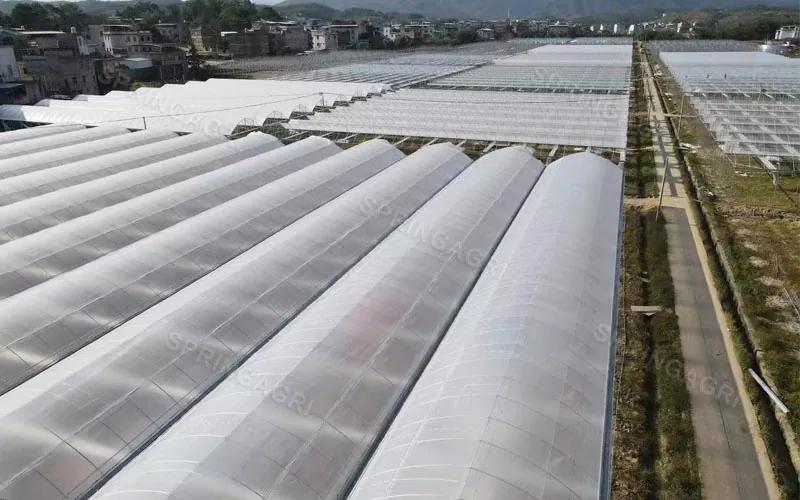 Matipid na Multispan PE Plastic Agriculture Greenhouse