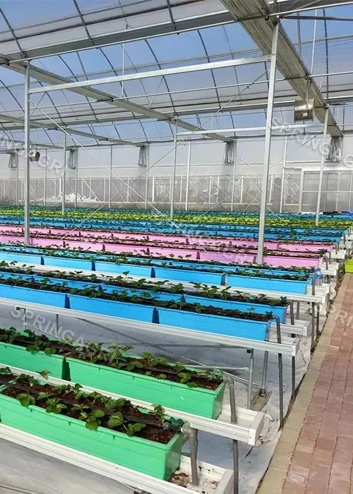 greenhouse ng Huyang County