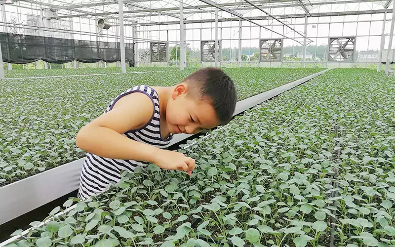 Matalinong Punla na Glass Greenhouse