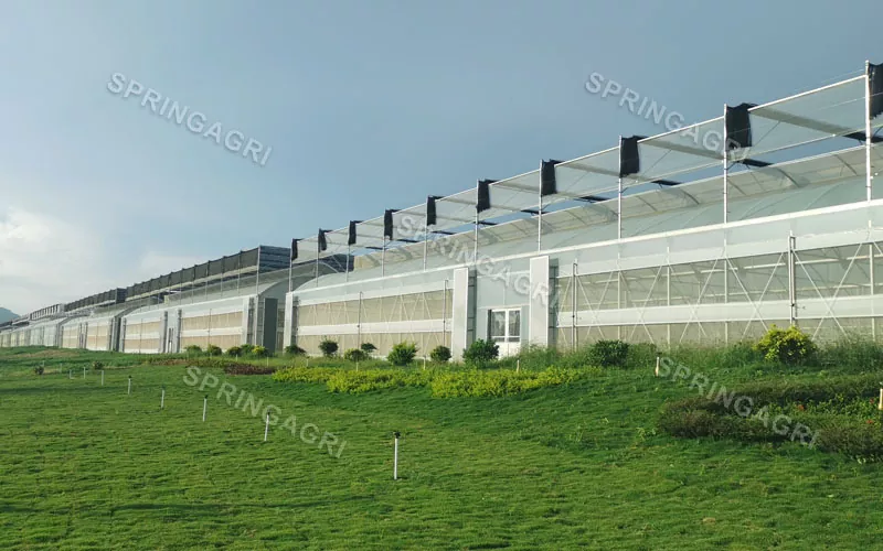 Malaking Scale na may Murang Multispan Plastic Vegetable Greenhouse