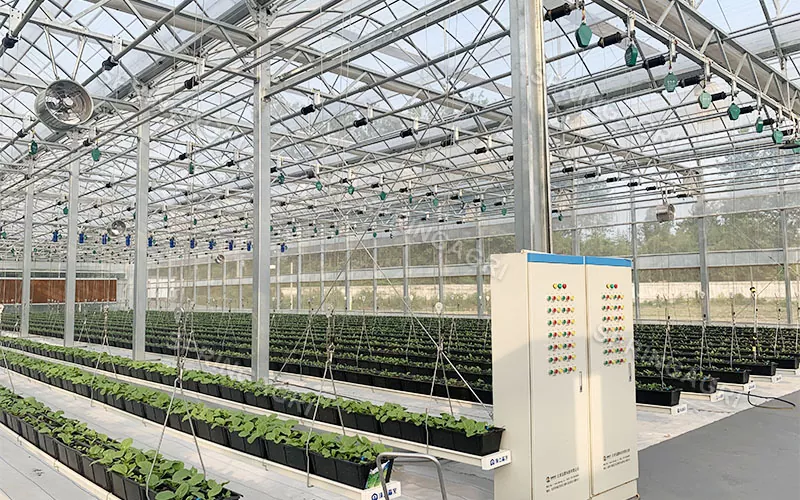 Multi-Span Customized Plastic Film Greenhouse