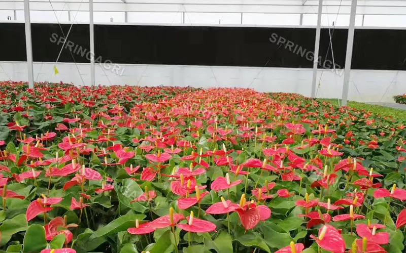 Ibinebenta ang Multispan Anthurium Greenhouse