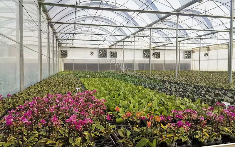 Ibinebenta ang Multispan Phalaenopsis Orchids Greenhouse