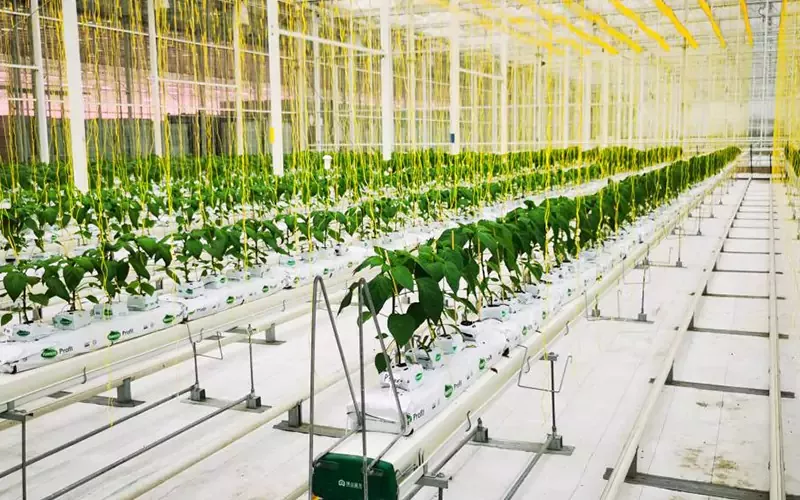 NFT DFT Gulay na Salamin Greenhouse