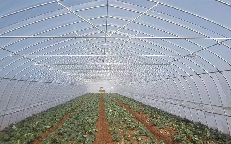 Isang Tunnel na Plastic Film Greenhouse