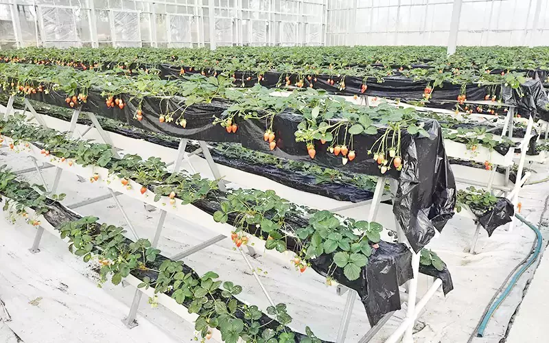 Strawberry at Blueberry Greenhouse