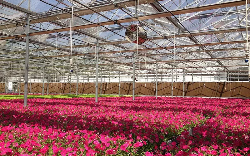 Tempered At Float Glass Flower Greenhouse