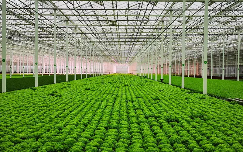 Venlo Glass Greenhouse